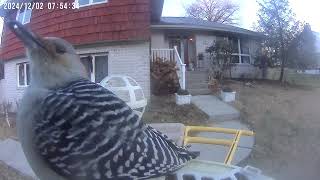 Daily Birdwatching  Netvue Birdfy Birdfeeder Cam  December 2 2024 [upl. by Ruby]