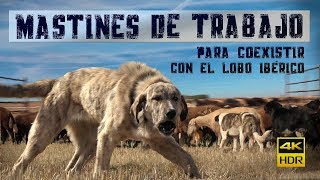 Mastines de Trabajo para coexistir con el lobo ibérico MEDIDAS PREVENTIVAS [upl. by Leonardi]