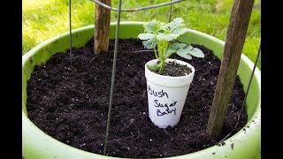 Planting Watermelons Two Ways In The Ground And In ContainersTips And Tricks [upl. by Ennayhs]