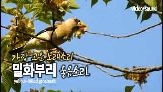 버찌따먹는 밀화부리 울음소리yellowbilled grosbeak [upl. by Henderson]