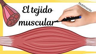 El TEJIDO MUSCULAR [upl. by Lehcin376]