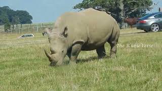 Rihonos at Woburn Safari Park [upl. by Akeinahs731]