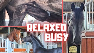 A busy day In the evening it is time to relax With the horses  Friesian Horses [upl. by Ehrenberg484]