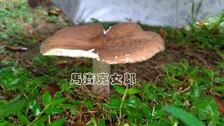 市區常見的可食野菇：Common wild edible mushrooms in downtown area [upl. by Deanna435]