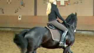 Friesian Gallop [upl. by Andeee]