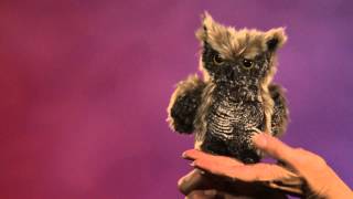 Folkmanis® Screech Owl Puppet Demo [upl. by Georgianne915]