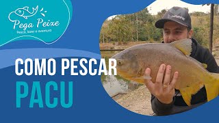 COMO PESCAR PACU [upl. by Wawro772]