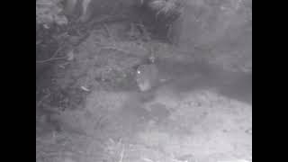 A New Zealand Morepork Owl takes a bath [upl. by Sessylu]