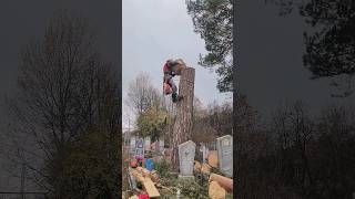 Husqvarna 572XP tree removal arborist [upl. by Edgell]