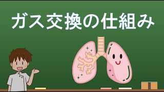 ガス交換の仕組み 【解剖学・生理学・形態機能学】レクチャー [upl. by Iasi]