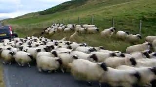 Sheep And Sheepdogs On The Road On History Visit To Glen Quaich Highland Perthshire Scotland [upl. by Rastus951]