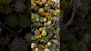 My vertical succulent garden or succulent wall succulents gardening verticalgarden [upl. by Airdnat]