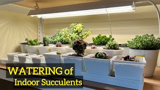 Growing Succulents Indoor  Watering of Succulent [upl. by Lucius480]