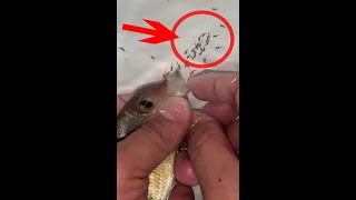 Geophagus Red Head Tapajos gives birth to 40 babies 😍🐬👍🙏 fishing fish [upl. by Airreis]