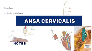 Ansa Cervicalis Detailed Anatomy amp Clinical Relevance  MustKnow for MBBS amp PG Students  NEET PG [upl. by Amisoc]