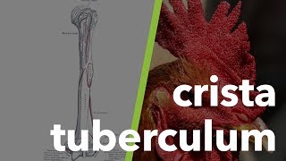 Kas ve İskelet Sistemi Terminolojisi tuberculum crista 5 [upl. by Ynnig536]