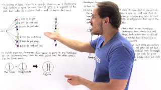 The relationship between nucleus chromosome dna genes and alleles [upl. by Zeitler758]