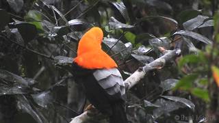 Andean Cockoftherock Rupicola peruvianus moving and flying away [upl. by Oetomit184]