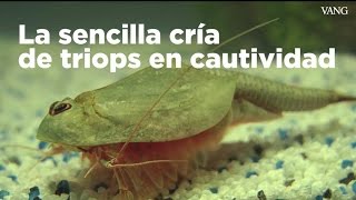 Los Triops una amenaza para los ecosistemas españoles [upl. by Hibbitts139]