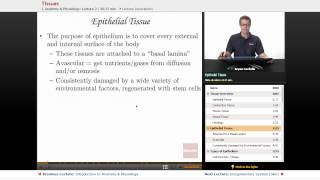 quotTissuesquot  Anatomy amp Physiology with Educatorcom [upl. by Sihun105]