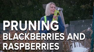 How to Prune Raspberries and Blackberries [upl. by Virginia]