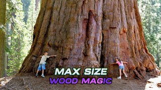 MAX SIZE WOOD MAGIC  Arcane Odyssey [upl. by Auqinahc]