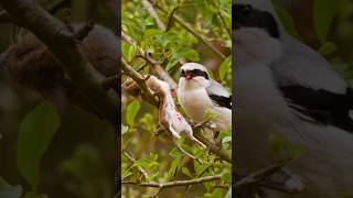 The Savage and Cunning Tactics of Shrikes Natures Impalers shrike [upl. by Haelhsa]