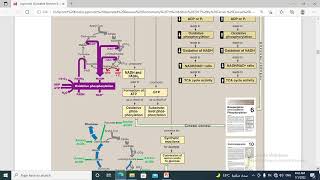 156 Tricarboxylic acid cycle and pyruvate dehydrogenase  concept map [upl. by Selfridge]