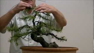 Demo op een Yamadori Larix decidua 1 [upl. by Sokin]