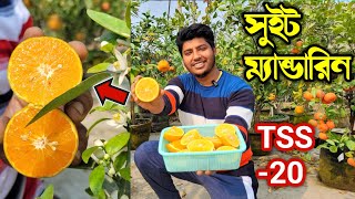 কমলালেবুর সবচেয়ে মিষ্টি একমাত্র বারোমাসি জাত। সর্বপ্রথম ফল হলো Gardener Friend এর ছাদ বাগানে। [upl. by Cathey]