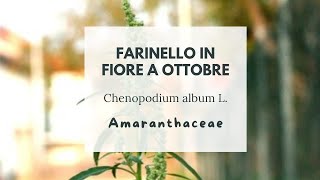 LA QUINOA CHE TI CRESCE GRATIS IN GIARDINO  Chenopodium album L  Farinello  White goosefoot [upl. by Eralc]