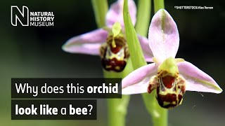 The bee orchid Ophrys apifera  Natural History Museum [upl. by Thera564]