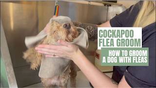 🌟From Itchy to Adorable Cockapoos Happy Flea Grooming Transformation 🌟 [upl. by Aniraz]