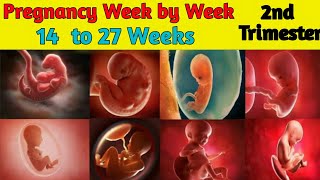 Pregnancy Week by Week  14 to 27 Weeks  Fetal Development [upl. by Ursi824]