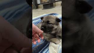 Teddy Is Growing Up  Norwegian Elkhound Puppy [upl. by Rayshell]