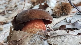 Neoboletus praestigiator  il quotprestigiatorequot che cambia colore quotporcino dal piede rossoquot [upl. by Aldon]