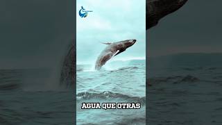 ¿Por qué Las Ballenas Saltan [upl. by Mumford]