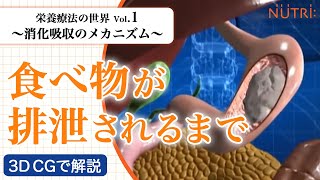 栄養療法の世界Vol1 消化吸収のメカニズム〈3D CG解説〉－食べ物が排泄されるまで－ [upl. by Lesser]