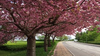 Close to the seaside prunus serrulata kanzan kwanzan cherry blossom trees [upl. by Herson]