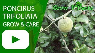 Poncirus trifoliata  grow care and eat [upl. by Martyn632]