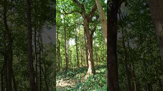 The forest callat 12 miles  CRPF CAMP SUTAN JHARGRAM [upl. by Elegna]