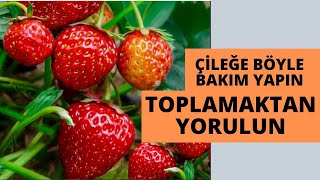 ÇİLEKLERİ BÖYLE YETİŞTİRİN VERİME DOYMAYIN I çilek nasıl yetiştirilir çilekyetiştiriciliği [upl. by Etnomal]