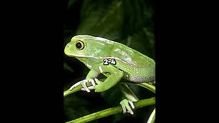 Cane Toad vs Waxy Monkey Tree Frog [upl. by Ikkin536]