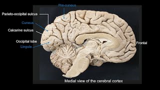 Parietooccipital amp calcarine sulci cuneus amp lingual gyri and preCuneus [upl. by Hauger]