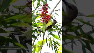 Callistemon Bottle brush Plant  Myrtle family plantscience4u [upl. by Aizirk]