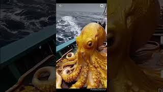 biggest octopus golden beautiful [upl. by Rossie158]