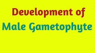 Development of Male Gametophyte in Angiosperms  Pravin Bhosale [upl. by Marilin420]