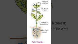 Transpiration amp Types of guard cellBiology amp Botany 12thbiology biologyscience biology botany [upl. by Gibbeon59]