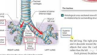 Bronchial Tree 1 [upl. by Magna]