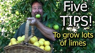 5 Tips How to Grow a Ton of Limes on One Tree  Totally Organic [upl. by Mall199]